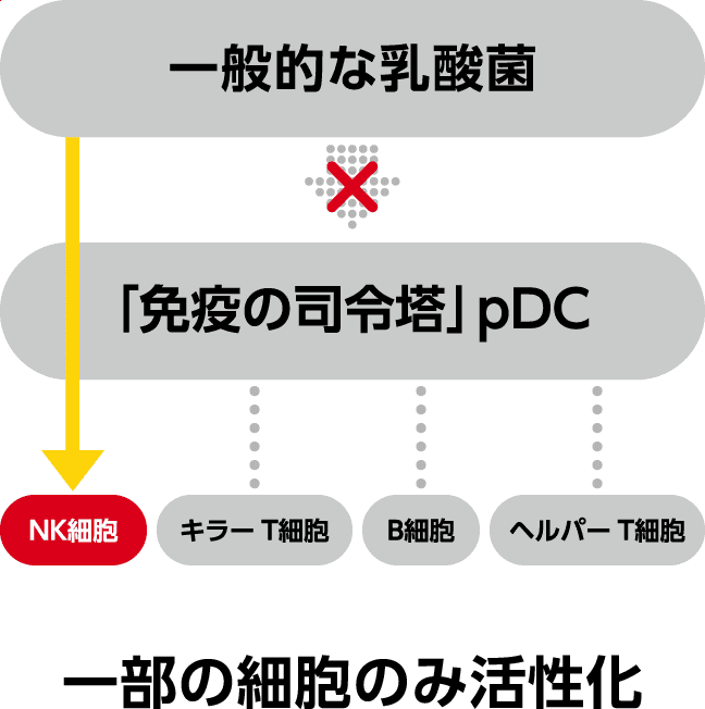 一般的な乳酸菌のメカニズム