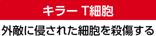 キラーT細胞 外敵に侵された細胞を殺傷する