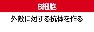 B細胞 外敵に対する抗体を作る