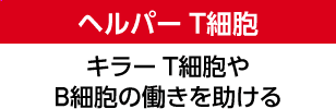 ヘルパーT細胞 キラーT細胞やB細胞の働きを助ける